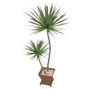 Yucca Plant