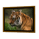 Tiger Frame