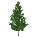 Pine