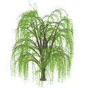Weeping Willow