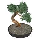 Bonsai-tree