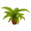 Boston-fern