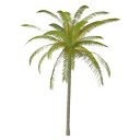 Coconut Tree