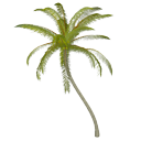 Coconut Tree Bended