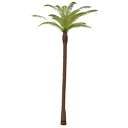 Palm