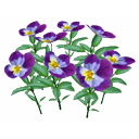 Pansy