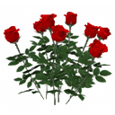 Roses-bush